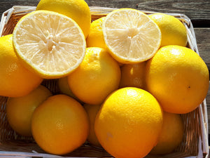 Citrus limetta - Sweet Lemon (starter plant) - NO LEAVES ON, BUDDING OUT