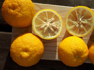 Citrus junos - Yuzu (starter plant) - CURRENTLY LEAFLESS, BUDDING OUT