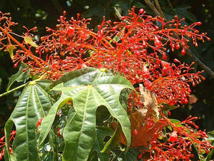 Brachychiton acerifolius - Illawarra flame Flame Tree