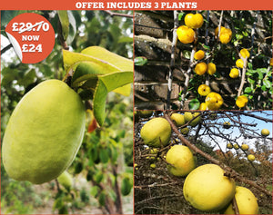 Exquisite Quinces Collection - * EXCLUSIVE OFFER *