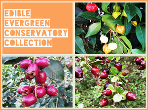 Edible Evergreen Conservatory Collection