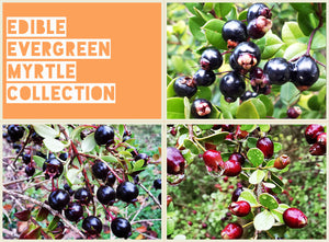 Edible Evergreen Myrtle Collection