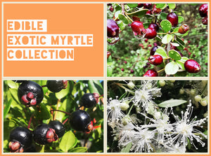 Edible Exotic Myrtle Collection