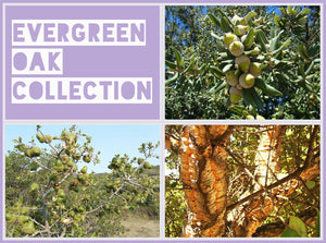 Evergreen Oak Collection