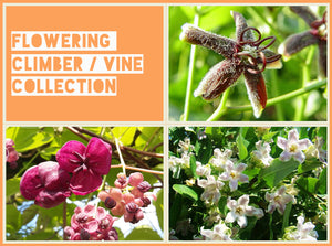 Flowering Climber / Vine Collection