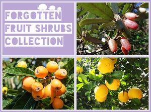 Forgotten Fruit Shrubs Collection