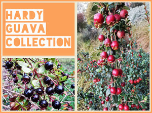 Hardy Guava - Dwarf Fruit Shrub Collection