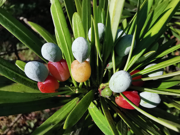 Podocarpus macrophyllus - Définition et Explications