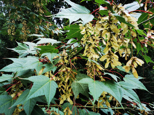 Acer pectinatum - Wongka Maple