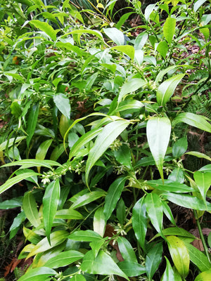 Sarcococca wallichii - Arrow-leaved Sweetbox, Large-leaved Christmas Box