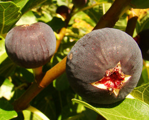 Ficus carica 'Babits' - Hungarian Babits Fig