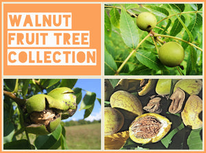 Walnut Fruit Tree Collection (NOW LEAFLESS)