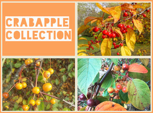 Crabapple Collection