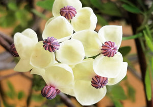Akebia quinata Cream-flowered - Cream-flowered Chocolate Vine