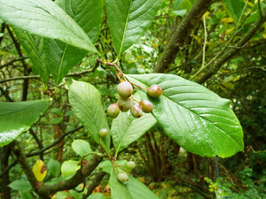 Sorbus aronioides - Chokeberry Leaved Rowan