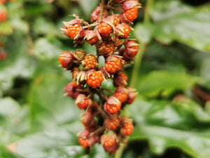 Rubus ichangensis, Orange Bramble, shrub, semi-evergreen, fruit