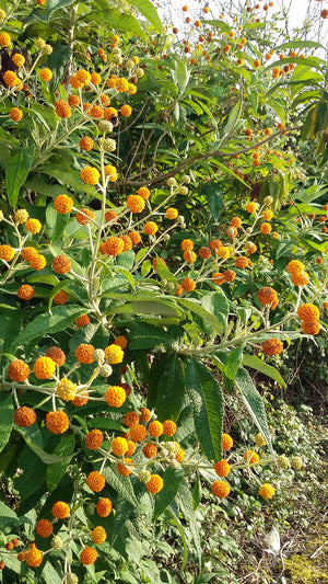 Buddleja globosa, Orange Ball Tree, shrub, bee plant, evergreen, hedge, scented, flowering, patio, hardy