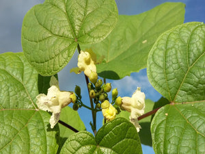Catalpa ovata, yellow Catalpa, deciduous, plant, summer flowering, hardy, fast growing