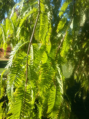 Metasequoia glyptostroboides - Dawn Redwood (60-80cm tall)