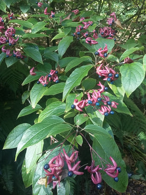 Clerodendrum trichotomum, Harlequin Glorybower, shrub, patio plant, tree, summer flowering, scented, hardy, fast growing