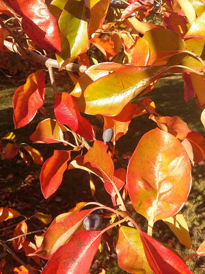 Nyssa sylvatica, Black Tupelo, tree, plant, fruit, Autumn colours, hardy, deciduous, bonsai