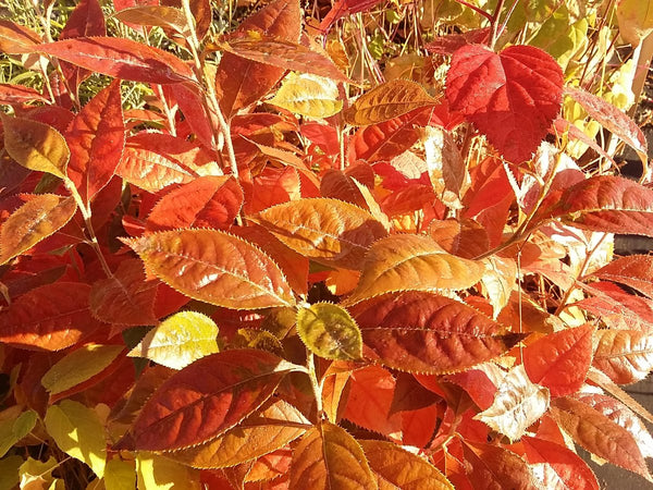 Photinia beauverdiana - Christmas Berry - Jurassicplants Nurseries