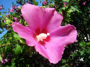 Hibiscus syriacus, Hardy Hibiscus, plant, patio, conservatory, shrub, deciduous, hardy, summer flowering