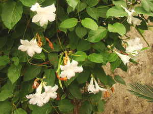 Mandevilla laxa, Chilean Jasmine, Jurassicplants Nurseries, plant, deciduous, climber, scented, summer flowering, conservatory, garden