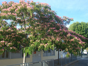 Albizia julibrissin, Silk Tree, flowering tree, scented, hardy, plant, garden, patio, acacia