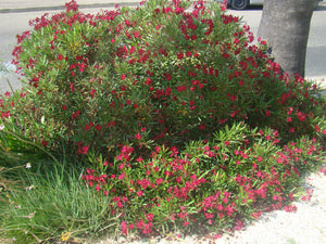 Nerium oleander (dwarf), Oleander, Jurassicplants Nurseries, patio, flowering, hardy, evergreen