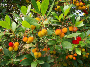Arbutus unedo, Strawberry Tree, tree, shrub, evergreen, flowering plant