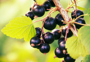 Ribes nigrum 'Titania' - Blackcurrant 'Titania'