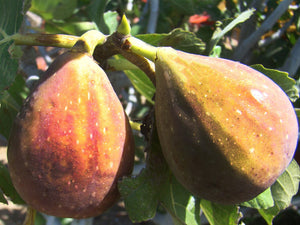 Ficus carica 'Brunswick' - Brunswick Fig