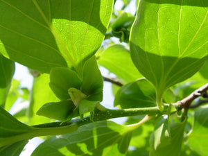 Diospyros virginiana, American Persimmon, tree, spring flowering, plant, tree, deciduous, hardy, slow-growing, fruit, edible