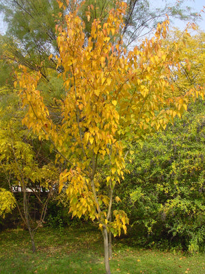 Acer capillipes, Red Snake Bark Maple, deciduous, autumn colours