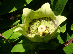 Codonopsis tangshen, Climbing Bellflower, climber, flowering plant, deciduous, fast growing