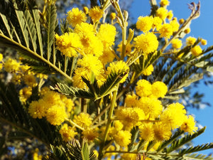 Acacia dealbata, Silver Wattle, Yellow Mimosa, evergreen, tree, fast growing, scented