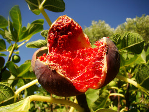 Ficus carica 'Babits' - Hungarian Babits Fig