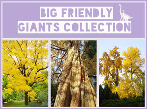 Big Friendly Giants Collection