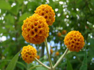 Buddleja globosa, Orange Ball Tree, shrub, bee plant, evergreen, hedge, scented, flowering, patio, hardy