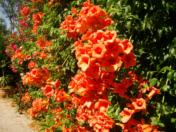 Campsis radicans - Red Trumpet Vine