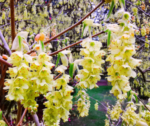 Corylopsis sinensis, Winter Hazel, spring flowering, plant, shrub, deciduous, scented, hardy, bonsai