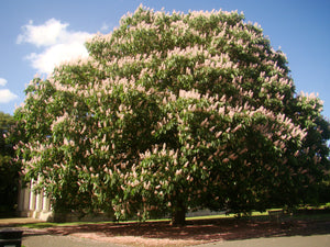 Aesculus indica, Indian horse chestnut, flowering, tree, plant, garden, fruit, deciduous, fast growing