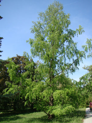 Metasequoia glyptostroboides, Dawn Redwood, Jurassicplants Nurseries, deciduous, shrub, tree, garden, patio, hardy, bonsai, spring flowering