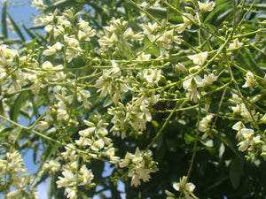 Sophora japonica, Styphnolobium japonicum - Japanese Pagoda Tree (3 SEEDS)