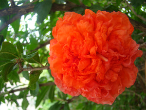 Punica granatum Nochi Shibari - Orange Flowered Pomegranate