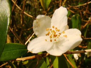 Camellia cuspidata, Cuspidate Camellia, evergreen, shrub, flowering plant