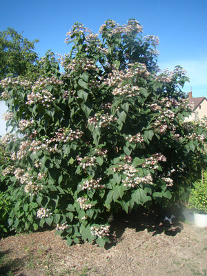 Clerodendrum trichotomum, Harlequin Glorybower, shrub, patio plant, tree, summer flowering, scented, hardy, fast growing