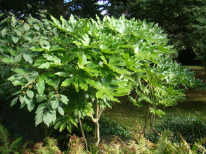  Fatsia japonica, Japanese Aralia, patio, conservatory, plant, shrub, evergreen, hardy, fruit
