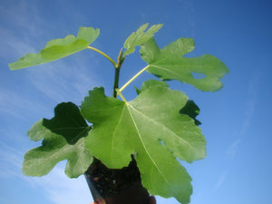 Ficus carica Green Sweet, fig, plant, hardy, fruit, shrub, edible, sweet